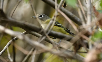 Blue-headed vireo [Vireo solitarius alticola]