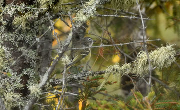 Blue-headed vireo [Vireo solitarius solitarius]