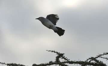 Stresemann's bushcrow [Zavattariornis stresemanni]