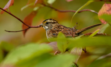 White-throated sparrow [Zonotrichia albicollis]