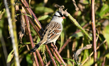 Dachsammer [Zonotrichia leucophrys leucophrys]