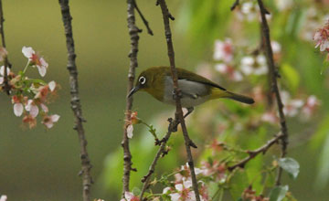 Sri lanka white-eye [Zosterops ceylonensis]
