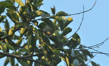 Oriental white-eye [Zosterops palpebrosus egregius]