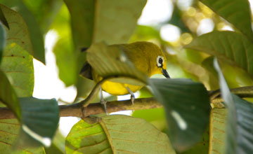 Pembabrillenvogel [Zosterops senegalensis]