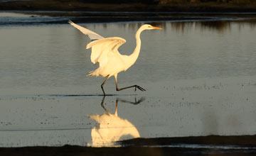 Silberreiher [Ardea alba alba]