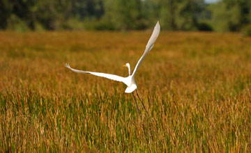 Silberreiher [Ardea alba egretta]