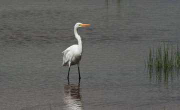 Silberreiher [Ardea alba melanorhynchos]