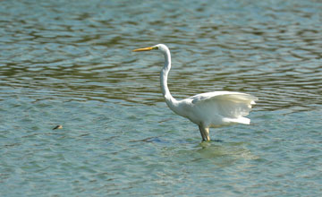 Silberreiher [Ardea alba modesta]