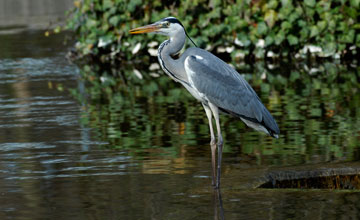 Grey heron [Ardea cinerea cinerea]