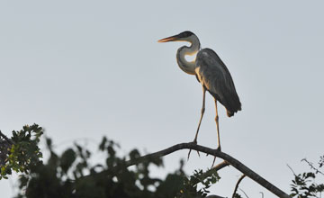 Cocoi heron [Ardea cocoi]