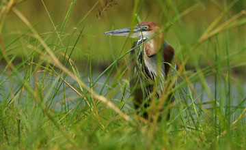 Goliath heron [Ardea goliath]