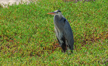 Great blue heron [Ardea herodias cognata]