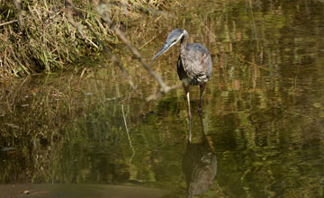 Great blue heron [Ardea herodias herodias]