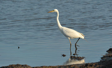 Mittelreiher [Ardea intermedia intermedia]