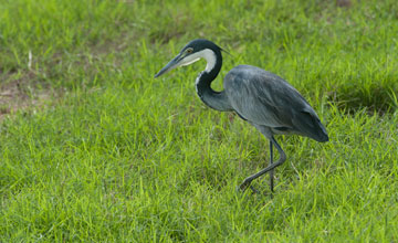 Black-headed heron [Ardea melanocephala]