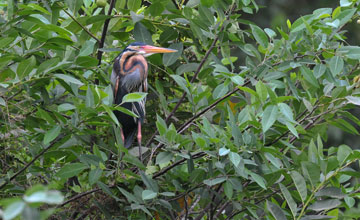 Purple heron [Ardea purpurea manilensis]