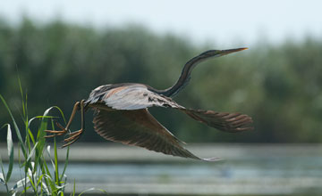 Purple heron [Ardea purpurea purpurea]