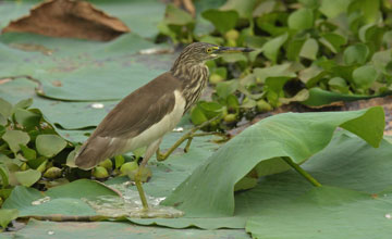 Indian pond heron [Ardeola grayii]