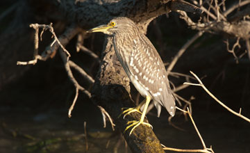 Rallenreiher [Ardeola ralloides]