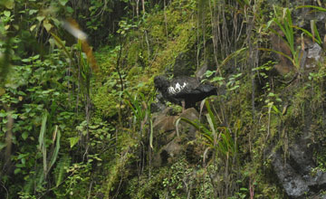 Wattled ibis [Bostrychia carunculata]