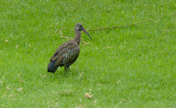 Hagedasch [Bostrychia hagedash brevirostris]