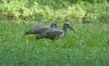 Hadada ibis [Bostrychia hagedash hagedash]