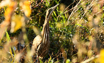 American bittern [Botaurus lentiginosus]