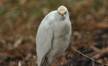 Eastern cattle egret [Bubulcus coromandus]