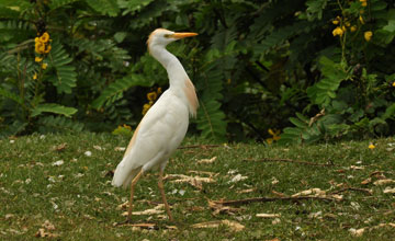 Western cattle egret [Bubulcus ibis]