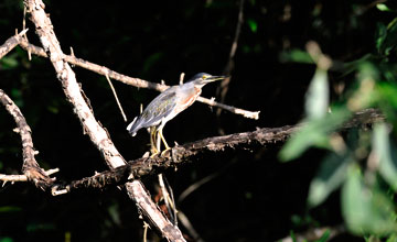 Striated heron [Butorides striata striata]