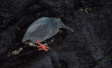 Lava heron [Butorides sundevalli]