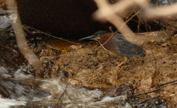 Green heron [Butorides virescens]