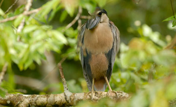 Kahnschnabel [Cochlearius cochlearius panamensis]