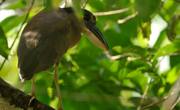 Boat-billed heron [Cochlearius cochlearius phillipsi]