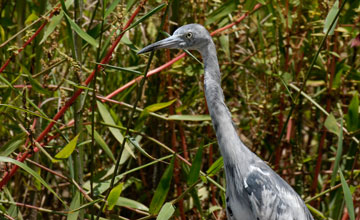 Little blue heron [Egretta caerulea]