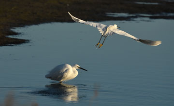 Seidenreiher [Egretta garzetta garzetta]