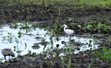 Schmuckreiher [Egretta thula]