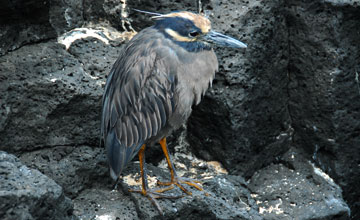 Yellow-crowned night-heron [Nyctanassa violacea pauper]