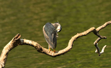 Nachtreiher [Nycticorax nycticorax nycticorax]