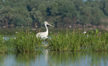 Krauskopfpelikan [Pelecanus crispus]