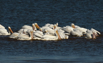 Nashornpelikan [Pelecanus erythrorhynchos]