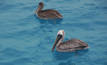 Braunpelikan [Pelecanus occidentalis urinator]