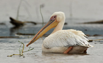 Rosapelikan [Pelecanus onocrotalus]