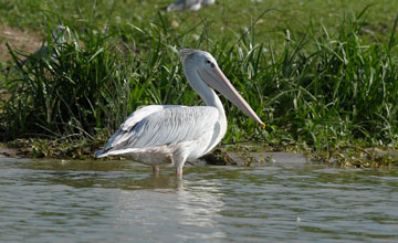 Pink-backed pelican [Pelecanus rufescens]