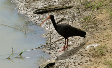 Bare-faced ibis [Phimosus infuscatus]