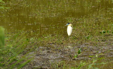 Capped heron [Pilherodius pileatus]