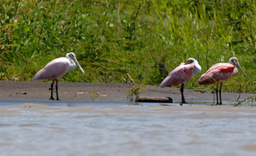 Roseate spoonbill [Platalea ajaja]