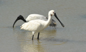 Löffler [Platalea leucorodia leucorodia]