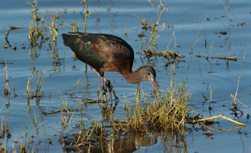 Brauner Sichler [Plegadis falcinellus]