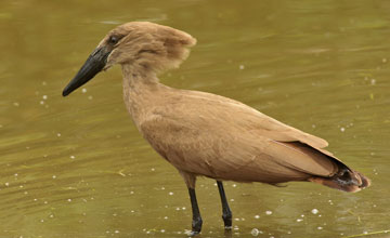 Hamerkop [Scopus umbretta umbretta]